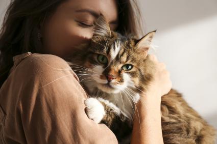 thumbnail of Pet Insurance Ensures Your Injured Pet Can Get Expensive Treatment When It's Needed